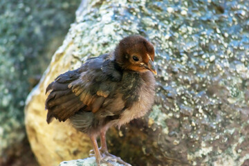 chick in Garden of the Nations Park in Torrevieja. Alicante, on the Costa Blanca. Spain Europe. 
