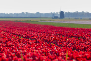 Fototapeta premium Selective focus rows of red flowers in the field with blurred windmills as background, Tulips from a genus of spring-blooming perennial herbaceous bulbiferous geophytes, Tulip festival in Netherlands.