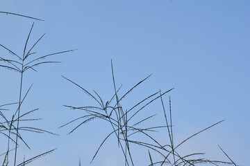 grass and sky