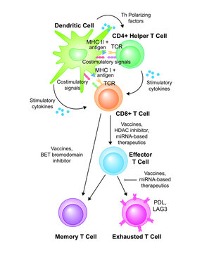 Scientific Designing of T Cell Activation And Differentiation. Colorful Symbols. Vector Illustration.