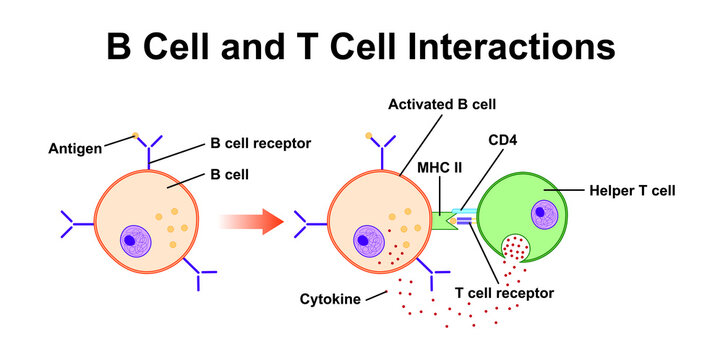 B Cell And T Cell Interaction In Immune System. Colorful Symbols. Vector Illustration.