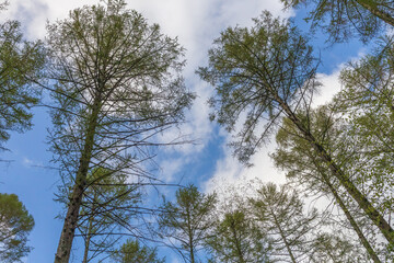 tree, sky, forest, nature, trees, pine, green, blue, landscape, wood, spring, clouds, leaves, summer,