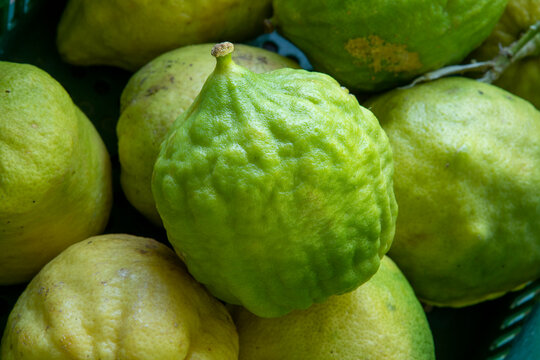 Cider or cidra in portuguese is a citrus fruit
