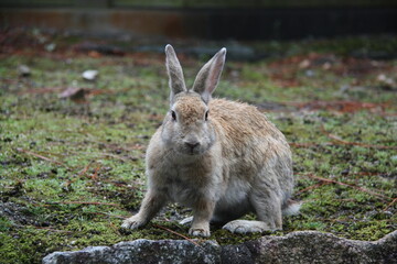 うさぎ