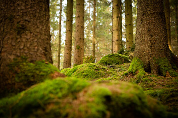 Mossy forest in Sweden