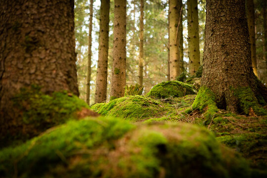 Mossy Forest In Sweden