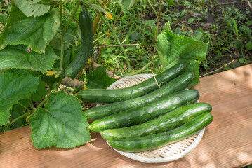 キュウリの株と収穫したキュウリ