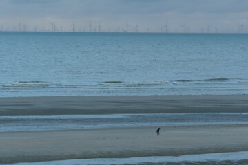 Fototapeta na wymiar Offshore windmills in the distance of the north sea with beach and silhouette of dog in front