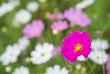 Obraz premium 白とピンクをバックに濃いピンクのコスモスの花