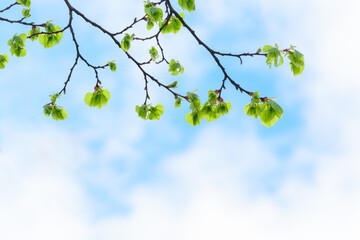 Background with young linden leaves and a light cloudy sky