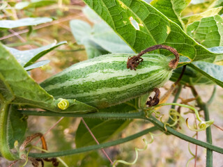 Green Pointed gourd is a vine plant in the Cucurbitaceae family also knwon as Trichosanthes dioica