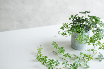 観葉植物　背景　コンクリート壁　コピースペース