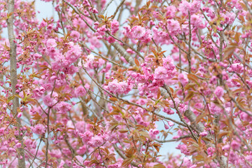 Background with sakura blossom, blurred sakura flowers