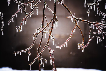 Ice covers a tree limb in the winter
