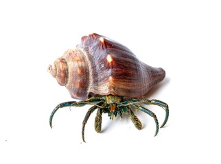 hermit crab in sea shell on white background