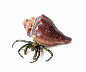 hermit crab in sea shell on white background