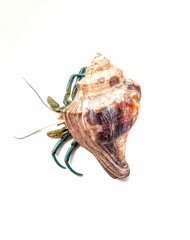 hermit crab in sea shell on white background