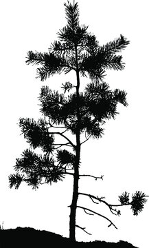 Natural silhouette of a young pine tree. A lonely wild pine sapling on the soil. Overlay template. Vector illustration