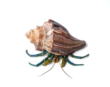 hermit crab in sea shell on white background