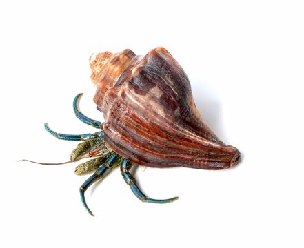 hermit crab in sea shell on white background