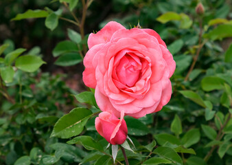 Blooming beautiful fragrant pink rose