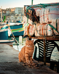 Angry looking ginger tom-cat on docks