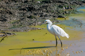 Snowy Egret