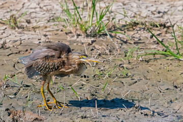 Striated Heron