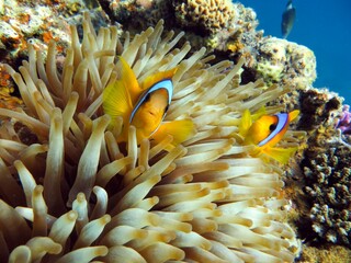 Fototapeta na wymiar red sea clown fish anemone