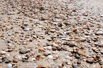 Beautiful texture with various kinds of shells