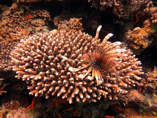 red sea colorful lionfish with coral reef