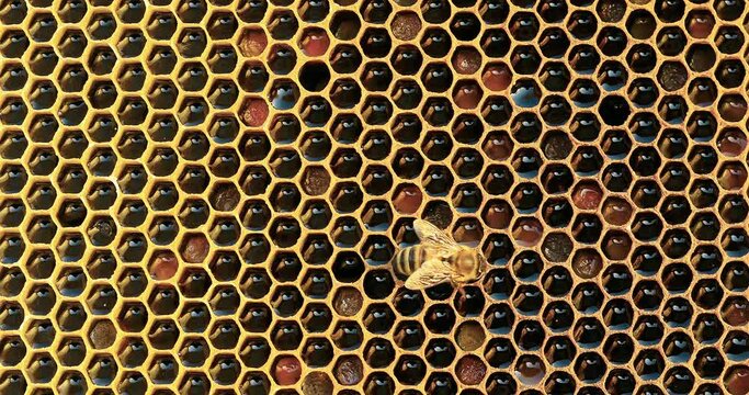 Close up of bees on hive honeycomb. Bees and honeycomb background. 4K real time footage.