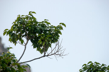 branches with leaves outdoors in Rio de Janeiro, Brazil.