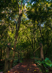 Obraz premium A beleza da ponte na floresta - Ecoparque
