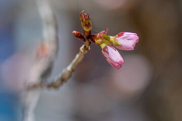 Close up of cherry blossom buds in spring
