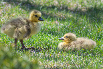 Close portrait of goslings playing on grasses at springtime