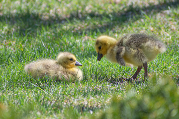Close portrait of goslings playing on grasses at springtime