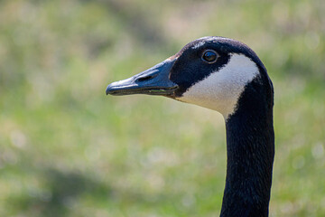 Canada goose close up portrait