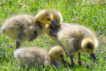 Close portrait of goslings playing on grasses at springtime