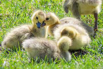 Close portrait of goslings playing on grasses at springtime