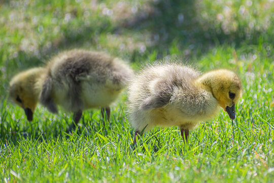 Close portrait of goslings playing on grasses at springtime