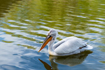 A white pelican swims in a pond in a biosphere reserve