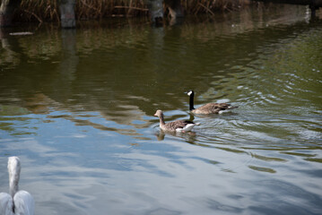 Two ducks swim in the pond at the zoo.Two gray ducks swim in the pond in summer