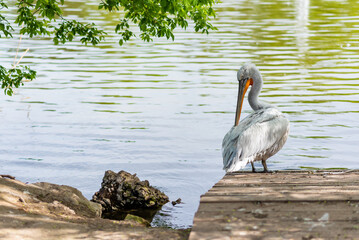 A great white pelican stands near a pond in a zoo. Birds at the zoo. White pelican and bird in pelican family