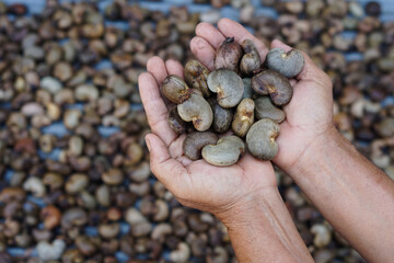 Farmer's hand hold cashew nut to select the best quality from the pile of cashew seeds. Organic agriculture concept. Export agricultural production in Thailand.            