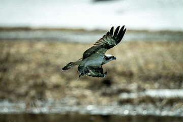 北海道の4月、ミサゴの飛翔。
