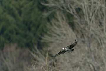 北海道の4月、ミサゴの飛翔。
