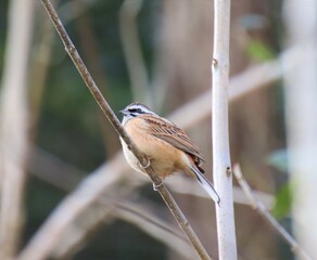 ホオジロのさえずり