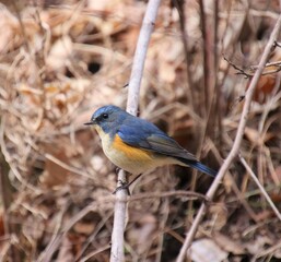 綺麗な青い小鳥
