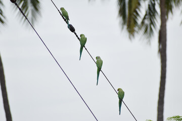 Group of Parrots